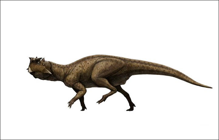 Picture of psittakosaurus sibiricus